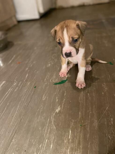 American Pit Bull Terrier