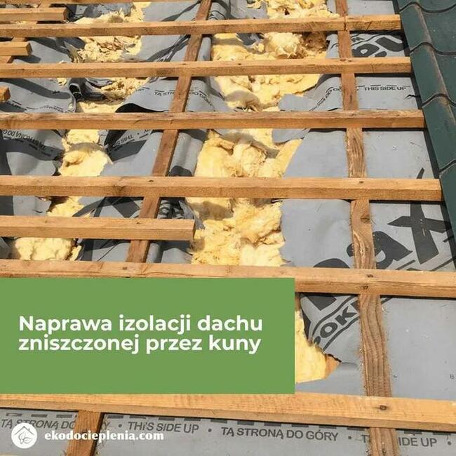 Naprawa dachu - Likwidacja kun - Montaż pastucha - Docieplanie