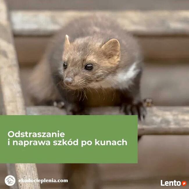 Naprawa dachu - Zwalczanie kun - Wdmuchiwanie izolacji