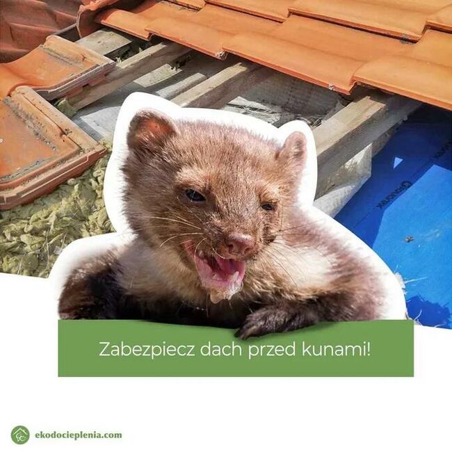 Naprawa dachu - Zwalczanie kun - Wdmuchiwanie izolacji