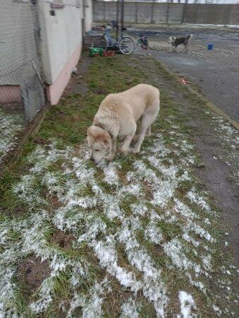 Sprzedam psa owczarka środkowo azjatycki