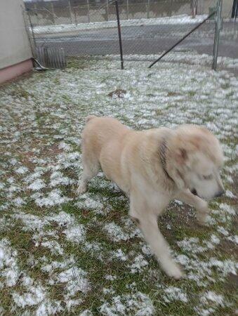 Sprzedam psa owczarka środkowo azjatycki