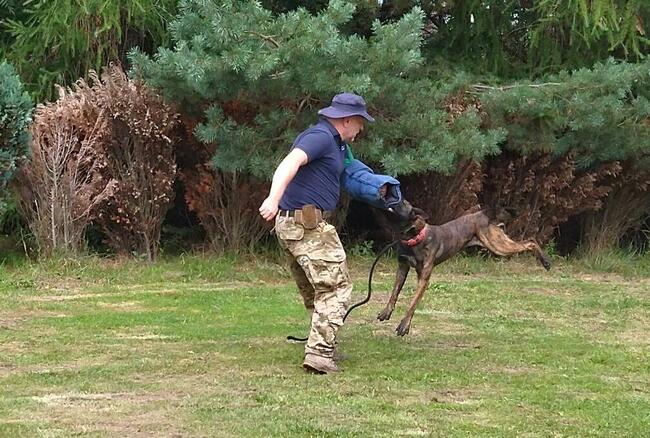 Szkolenie psów Rybnik 400 zł
