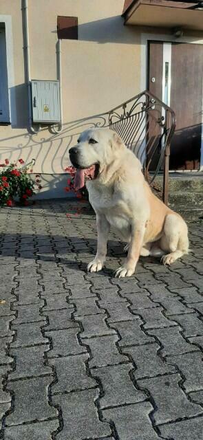 Sprzedam psa owczarka środkowo azjatycki