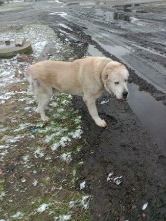 Sprzedam psa owczarka środkowo azjatycki