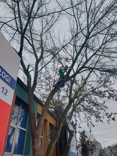 OSTROŁĘKA - WYCINKA DRZEW Z PODNOŚNIKA I ALPINISTYCZNIE