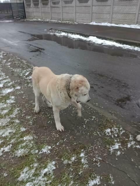 Sprzedam psa owczarka środkowo azjatycki