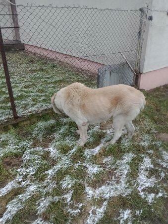 Sprzedam psa owczarka środkowo azjatycki