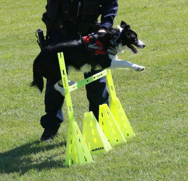 Szkolenie psów Rybnik 400 zł