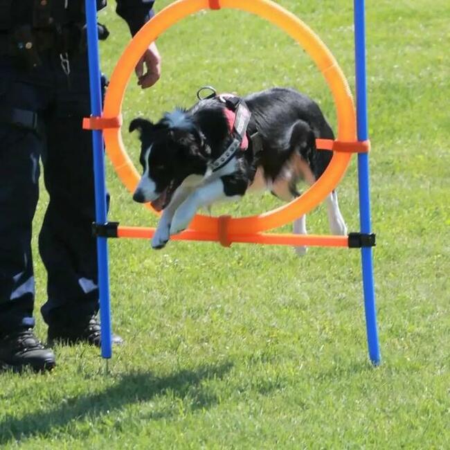 Szkolenie psów Rybnik 400 zł
