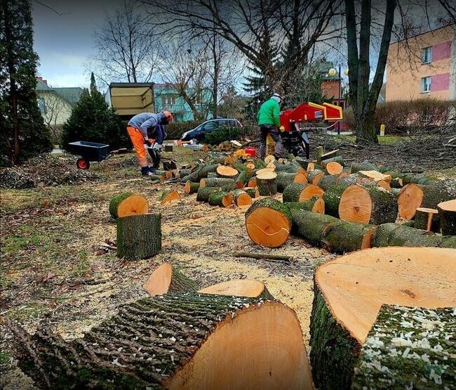OSTROŁĘKA - WYCINKA DRZEW Z PODNOŚNIKA I ALPINISTYCZNIE