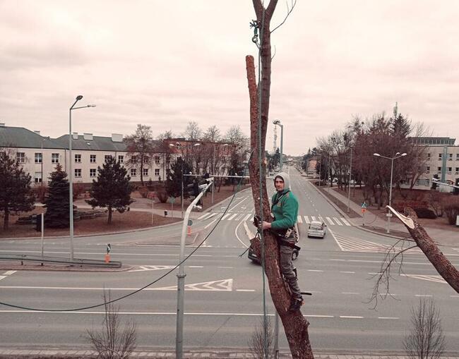 OSTROŁĘKA - WYCINKA DRZEW Z PODNOŚNIKA I ALPINISTYCZNIE
