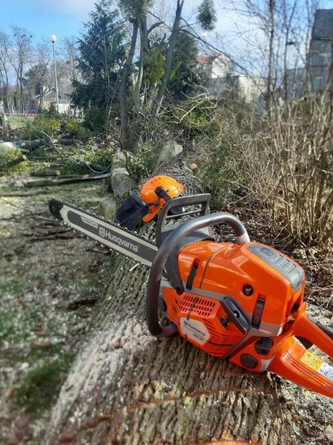 OSTRÓW MAZ - WYCINKA DRZEW Z PODNOŚNIKA I ALPINISTYCZNIE