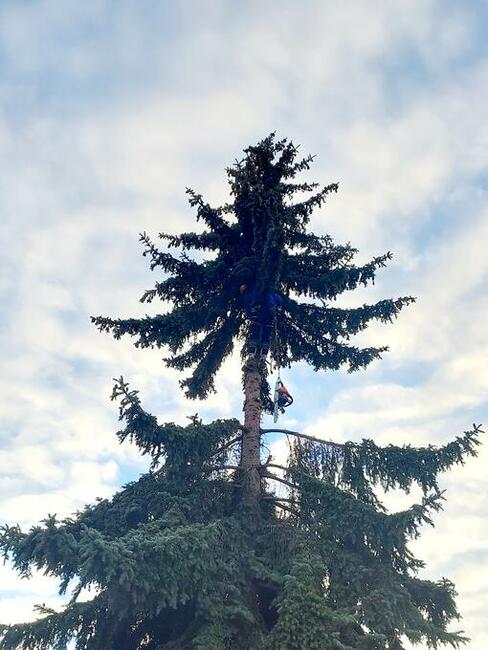 OSTRÓW MAZ - WYCINKA DRZEW Z PODNOŚNIKA I ALPINISTYCZNIE