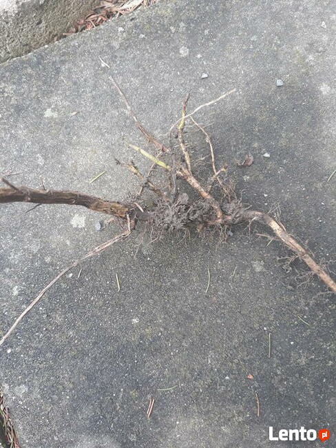 sadzonki mięty 10 sztuk