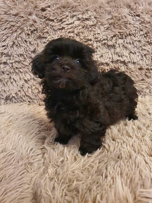 Maltipoo szczeniaczki suczki i chłopcy