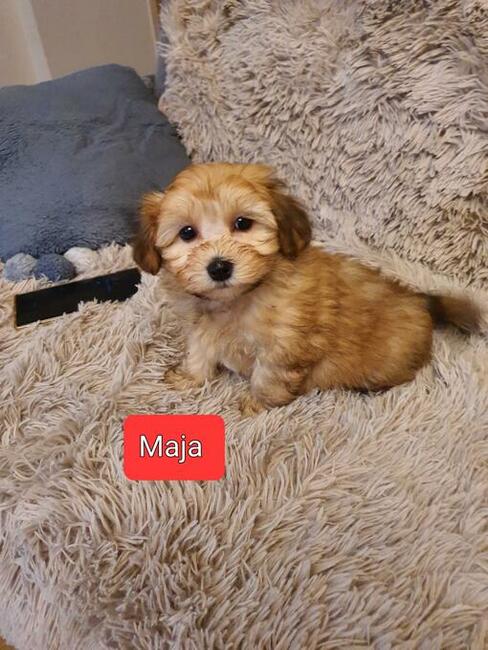 Maltipoo szczeniaczki suczki i chłopcy