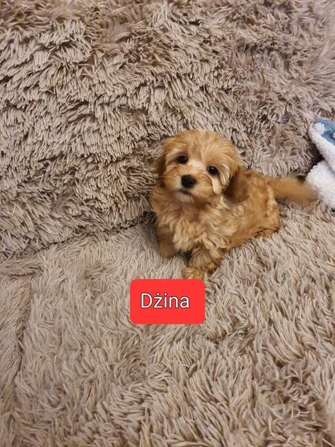 Maltipoo szczeniaczki suczki i chłopcy