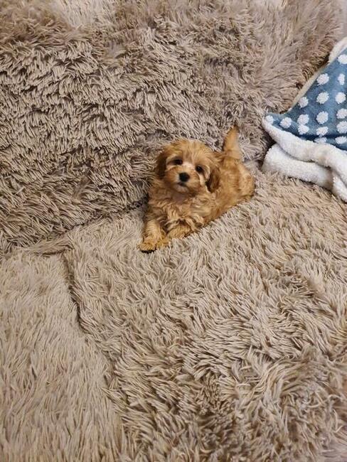 Maltipoo szczeniaczki suczki i chłopcy