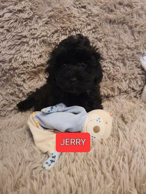 Maltipoo szczeniaczki suczki i chłopcy