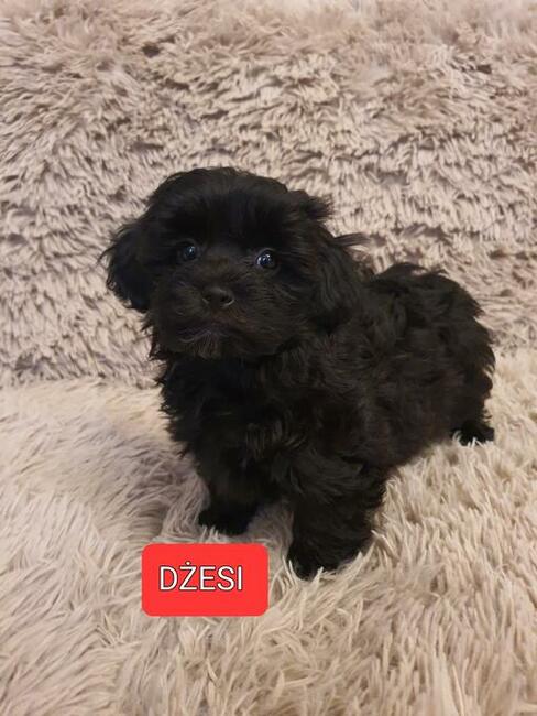 Maltipoo szczeniaczki suczki i chłopcy