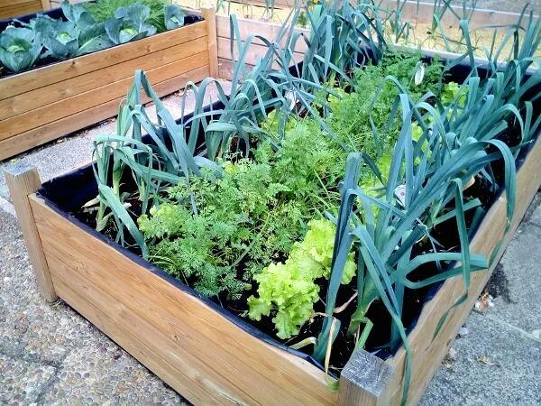 ziemia przesiana z obornikiem lub bez obornika