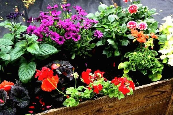 ziemia przesiana z obornikiem lub bez obornika