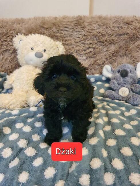 Maltipoo szczeniaczki suczki i chłopcy