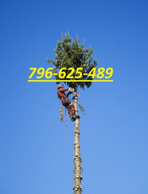Wycinka drzew-Żywopłoty-Rębak-Usuwanie korzeni-Karczowanie