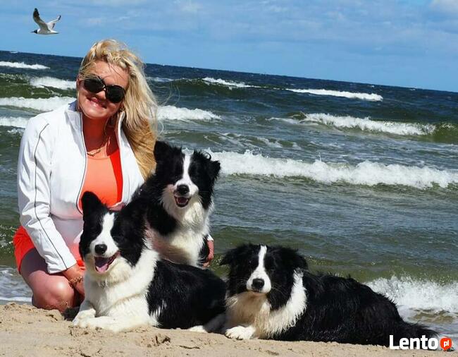 Dzieci I psy. Cudowna opieka nad dzieckiem wśród zwierząt