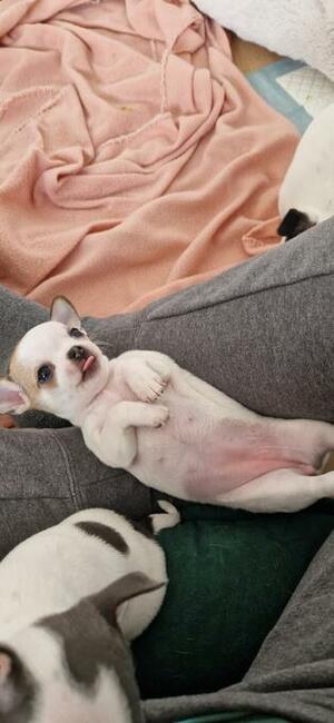 Chihuahua szczenięta