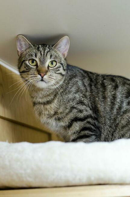 Harry-delikatny, wycofany, przepiękny, roczny kocurek czeka