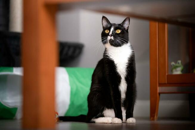 Disel - młody, nieśmiały koteczek szuka domu!