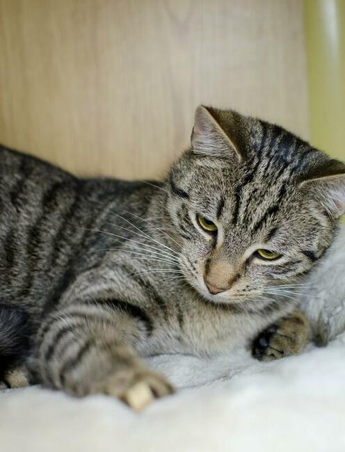 Harry-delikatny, wycofany, przepiękny, roczny kocurek czeka