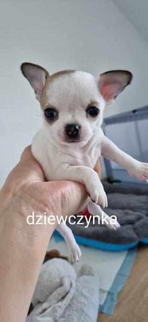 Chihuahua szczenięta