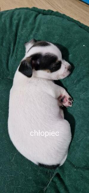 Chihuahua szczenięta