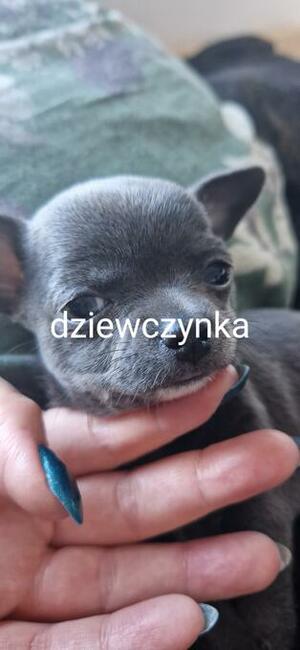 Chihuahua szczenięta