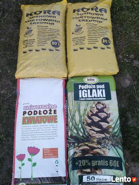 Kora sosnowa Oleśnica Oława Kobierzyce Jelcz Kąty Wrocław