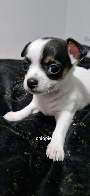 Chihuahua szczenięta