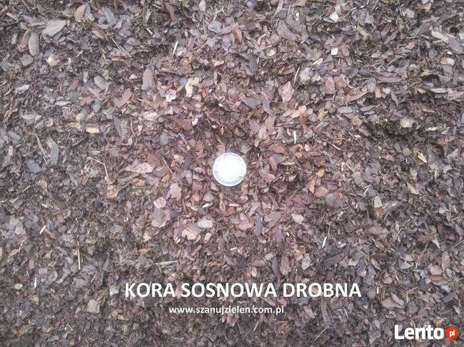 Kora sosnowa Oleśnica Oława Kobierzyce Jelcz Kąty Wrocław