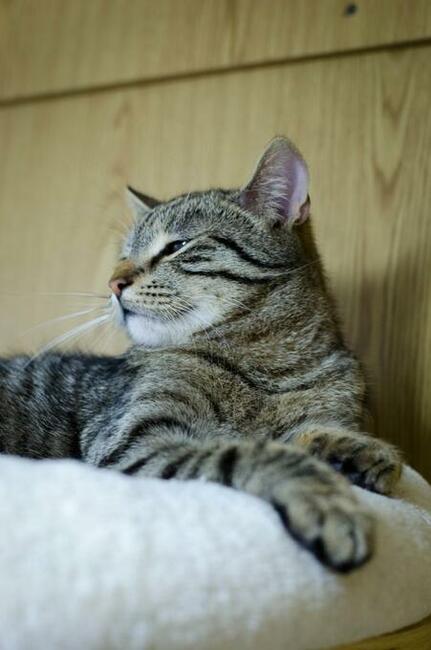 Harry-delikatny, wycofany, przepiękny, roczny kocurek czeka