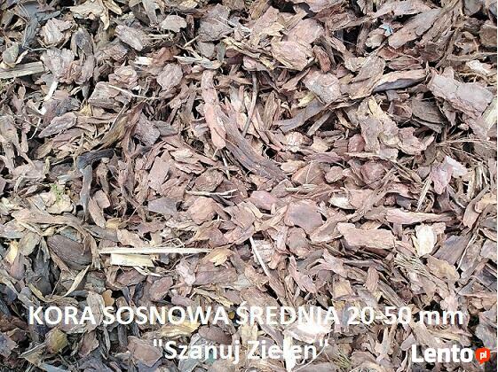 Kora sosnowa Oleśnica Oława Kobierzyce Jelcz Kąty Wrocław