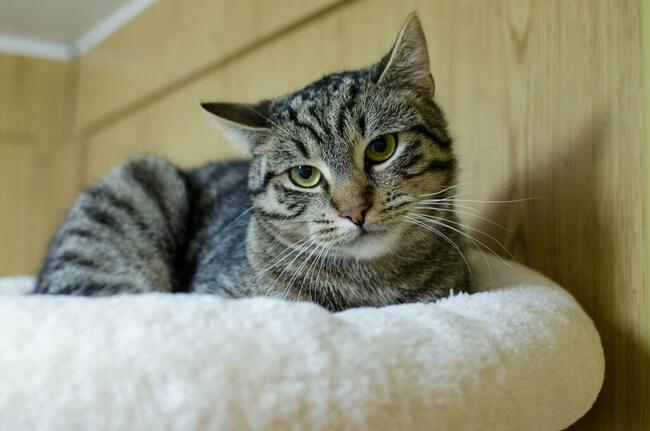 Harry-delikatny, wycofany, przepiękny, roczny kocurek czeka