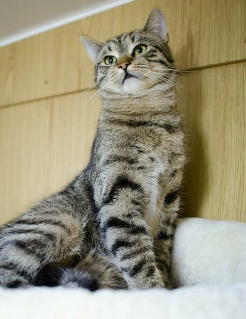 Harry-delikatny, wycofany, przepiękny, roczny kocurek czeka