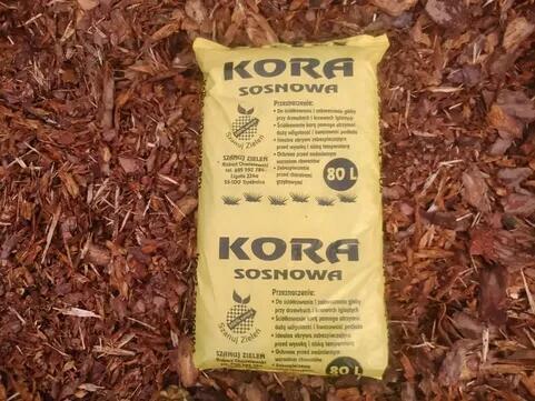 Kora sosnowa Oleśnica Oława Kobierzyce Jelcz Kąty Wrocław