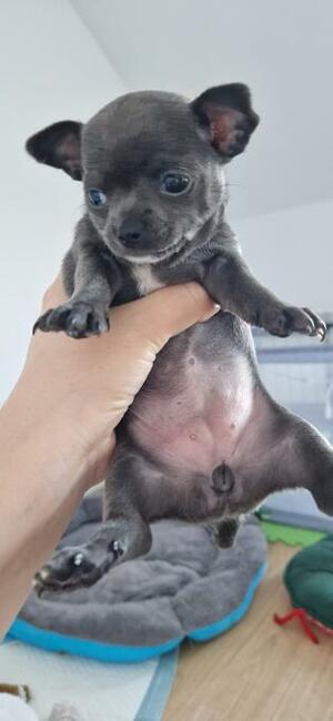 Chihuahua szczenięta