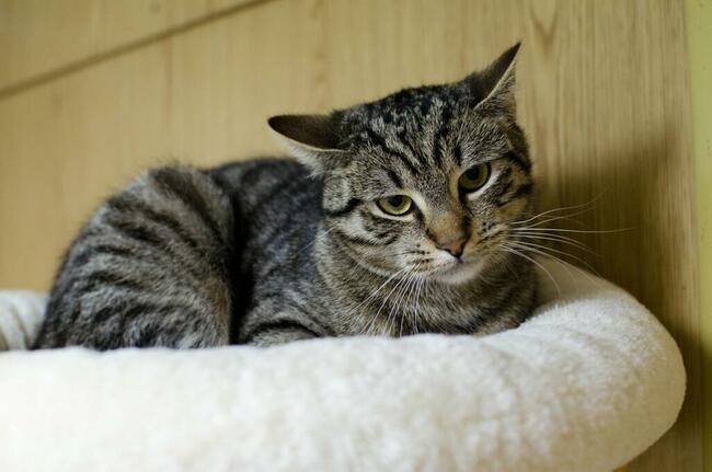 Harry-delikatny, wycofany, przepiękny, roczny kocurek czeka