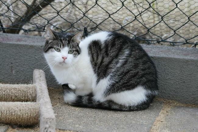 Młody kocurek Cosmo szuka domu