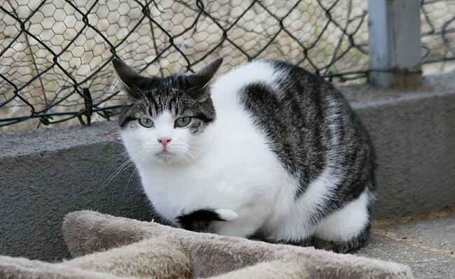 Młody kocurek Cosmo szuka domu