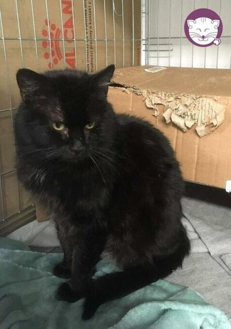 Rabarbar - pokochaj czarnego, kociego królewicza